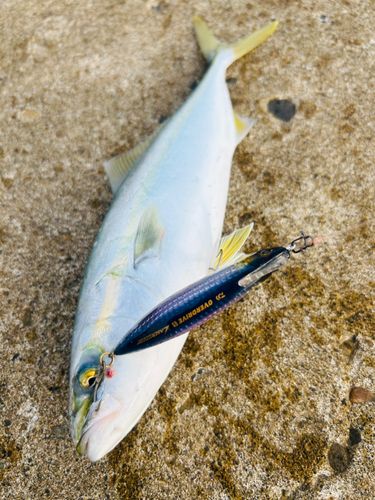 ワカシの釣果