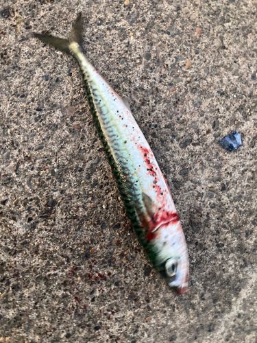 サバの釣果