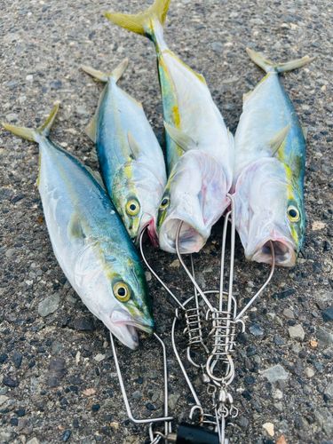 ワカシの釣果