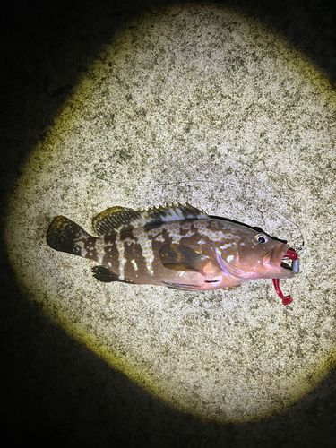 キジハタの釣果