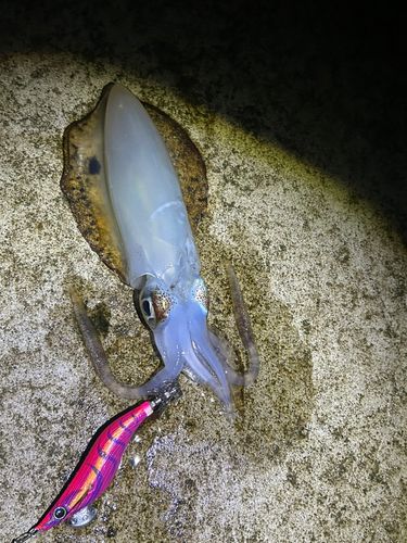 アオリイカの釣果