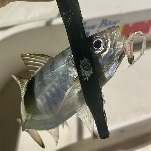 東京湾（アクアライン〜富津）