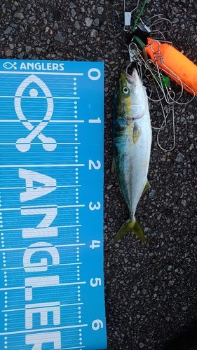 フクラギの釣果