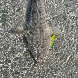 マゴチ