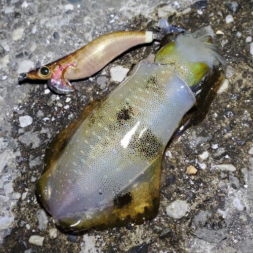 アオリイカの釣果