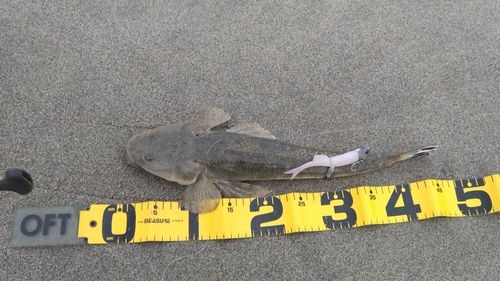 マゴチの釣果