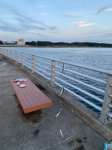 カタクチイワシの釣果