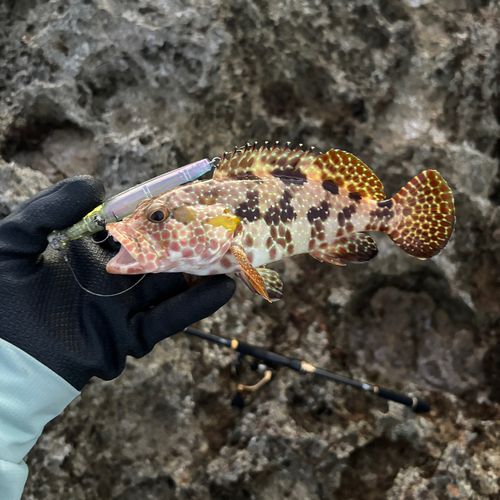 イシガキハタの釣果