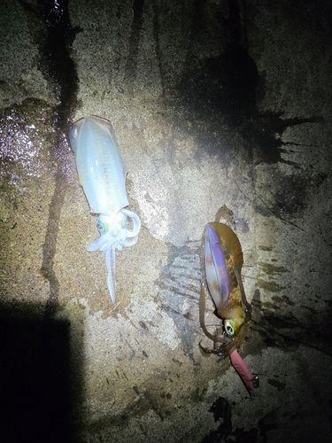 アオリイカの釣果