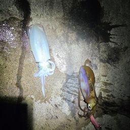 アオリイカ
