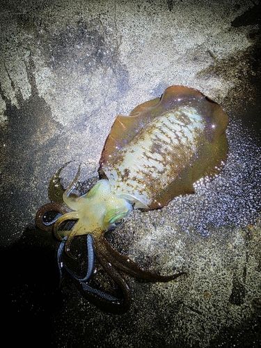 アオリイカの釣果