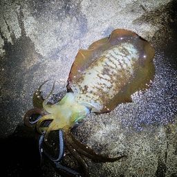 アオリイカ
