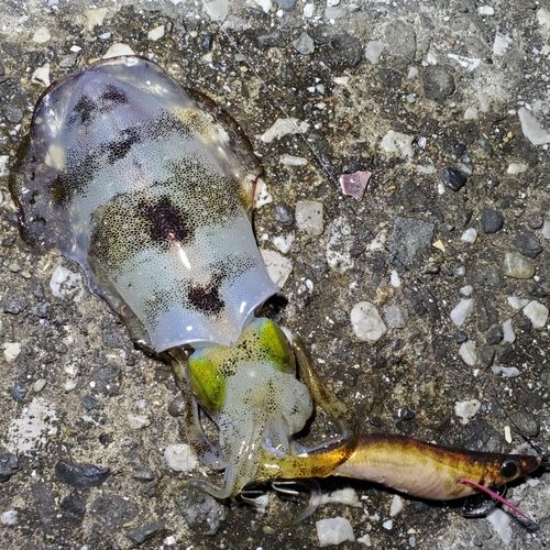 アオリイカの釣果