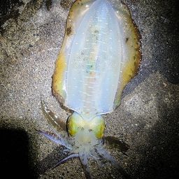 アオリイカ