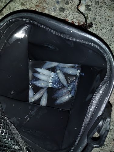 マメイカの釣果