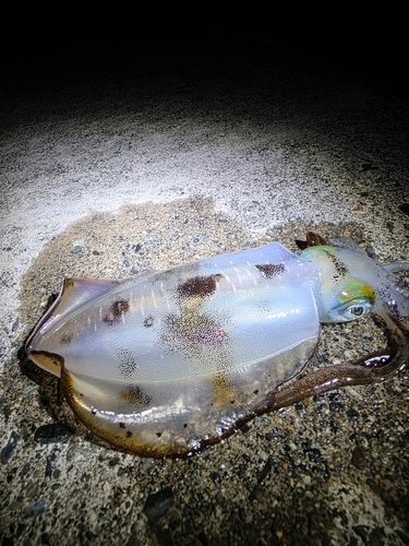 アオリイカの釣果