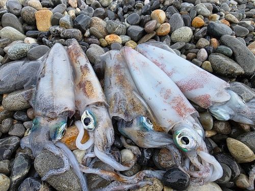 アオリイカの釣果