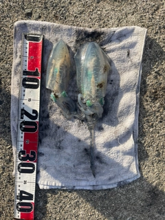 アオリイカの釣果
