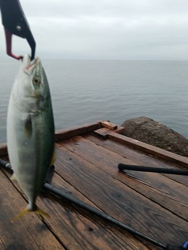 イナダの釣果