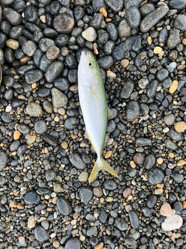 コゾクラの釣果
