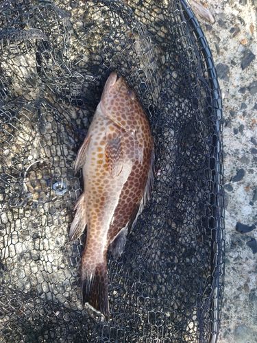オオモンハタの釣果