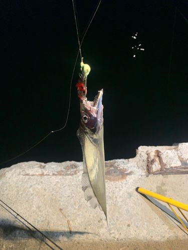 タチウオの釣果