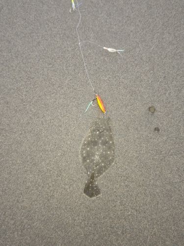 ソゲの釣果