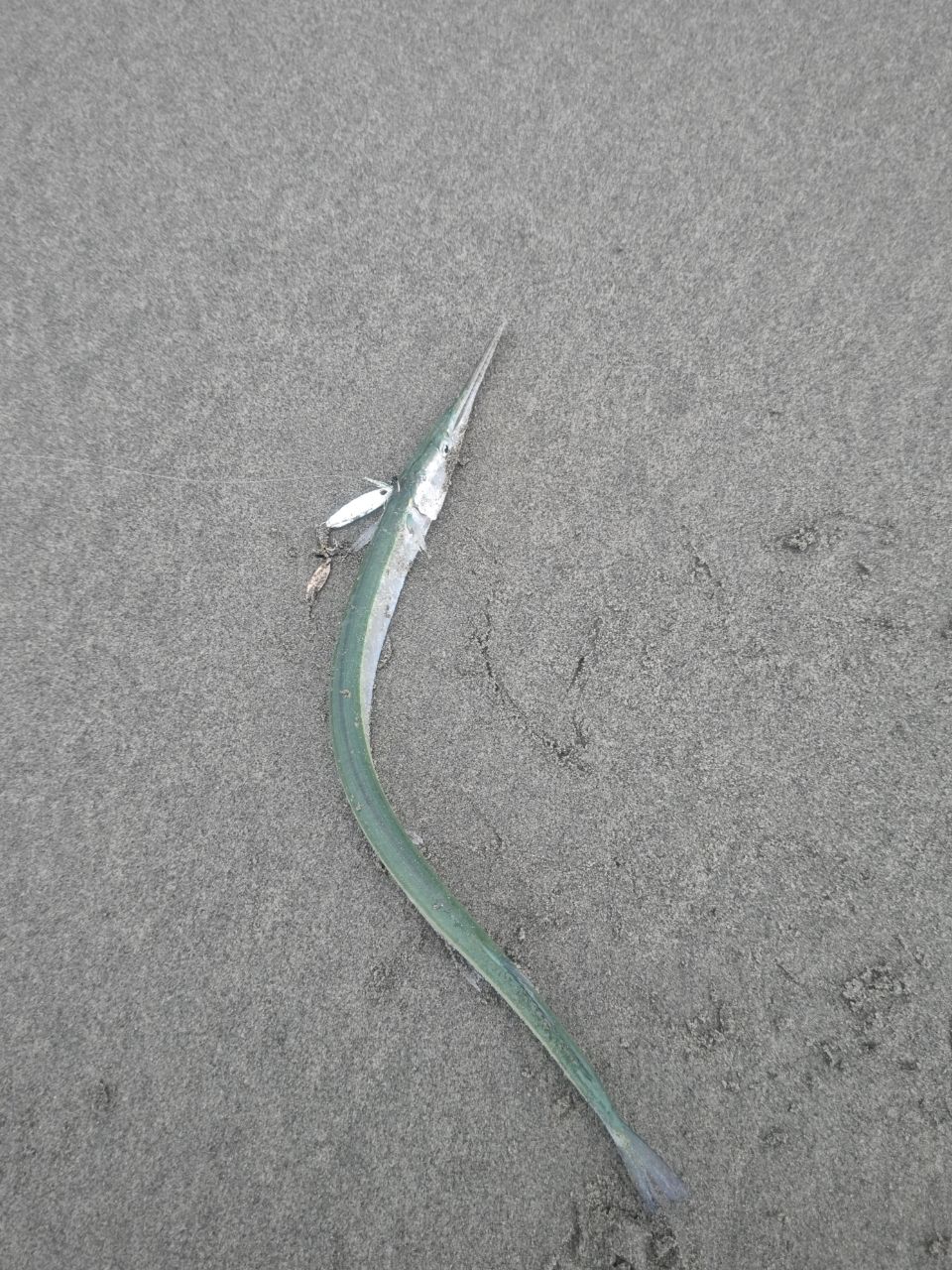 ソゲ