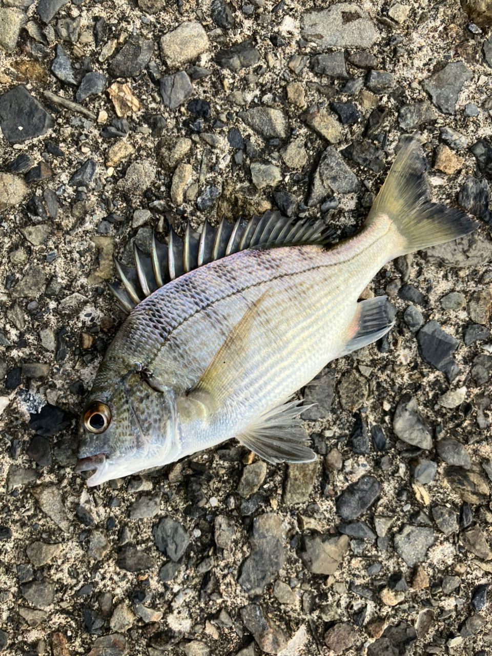 アオハタ