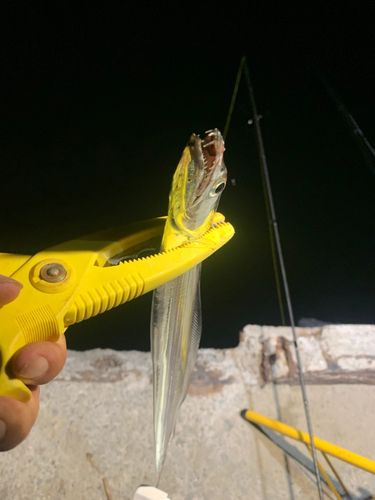 タチウオの釣果