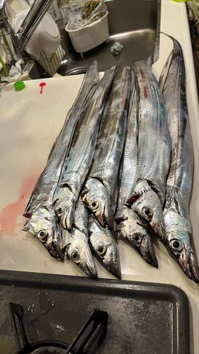 タチウオの釣果