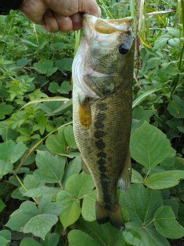 ラージマウスバスの釣果