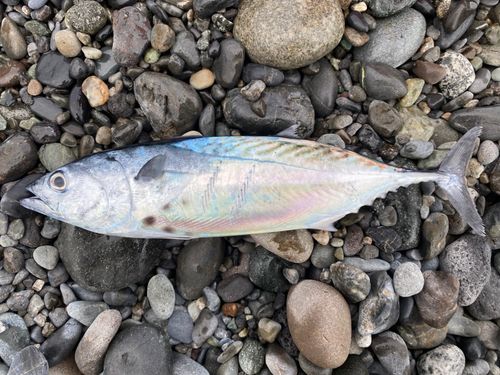 スマガツオの釣果