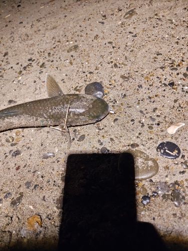 ボラの釣果