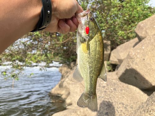 ラージマウスバスの釣果