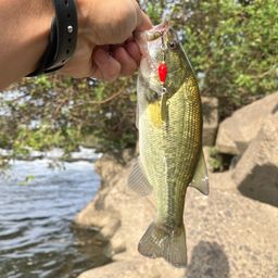 ラージマウスバス