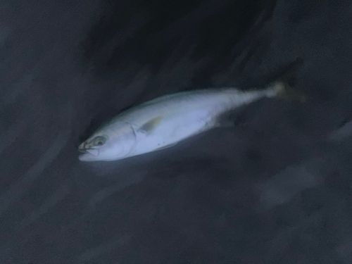 ワカシの釣果