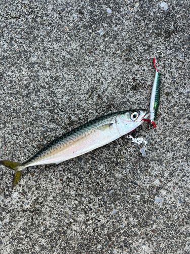 サバの釣果