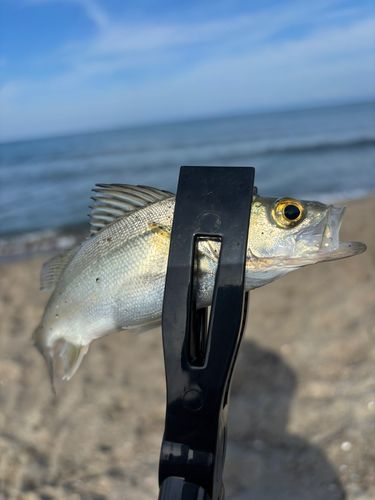 釣果