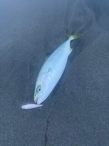 ワカシの釣果