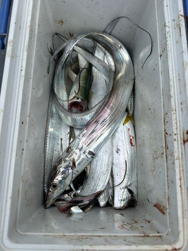 タチウオの釣果