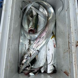 タチウオ