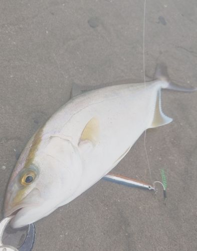 ショゴの釣果