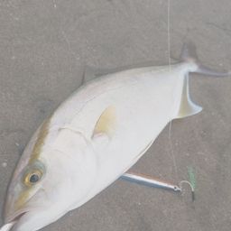 ショゴ