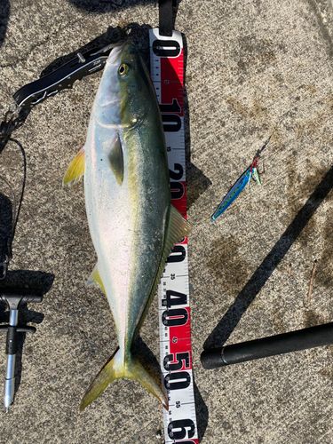 イナダの釣果