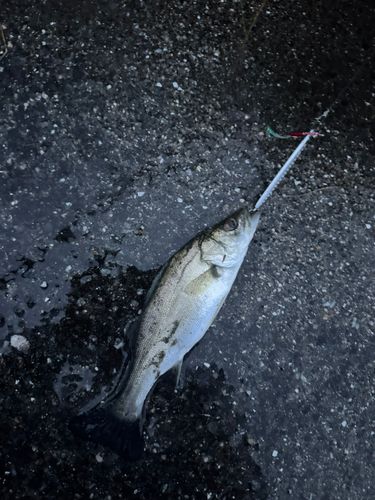 今津湾