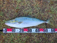 イナダの釣果