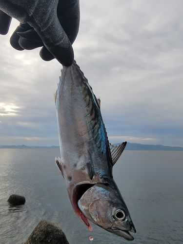スマガツオの釣果