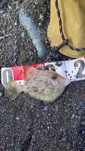 カワハギの釣果