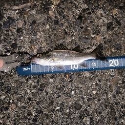 セイゴ(ヒラスズキ)